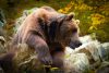 Cantabrian brown bear in autumn foliage