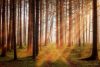 Forest sunlight and path
