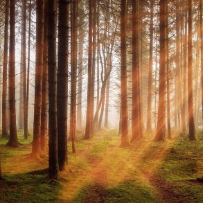 Forest sunlight and path