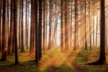 Forest sunlight and path