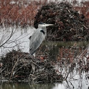 Great blue heron in winter, light snow