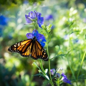Monarch butterfly
