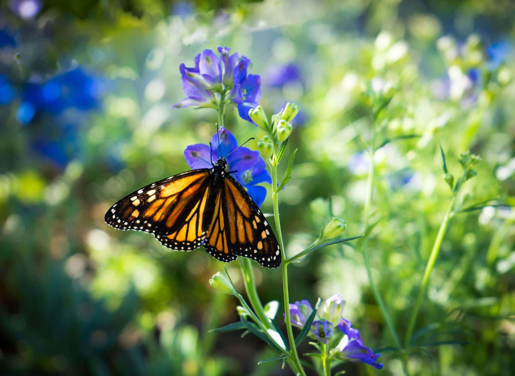 Monarch butterfly