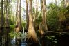 Okefenokee Swamp