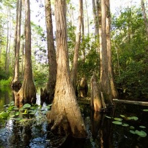 Okefenokee Swamp