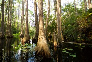 Okefenokee Swamp