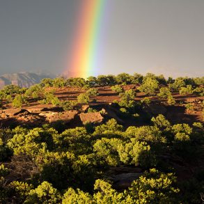 Pinon-juniper forest, Southern Utah