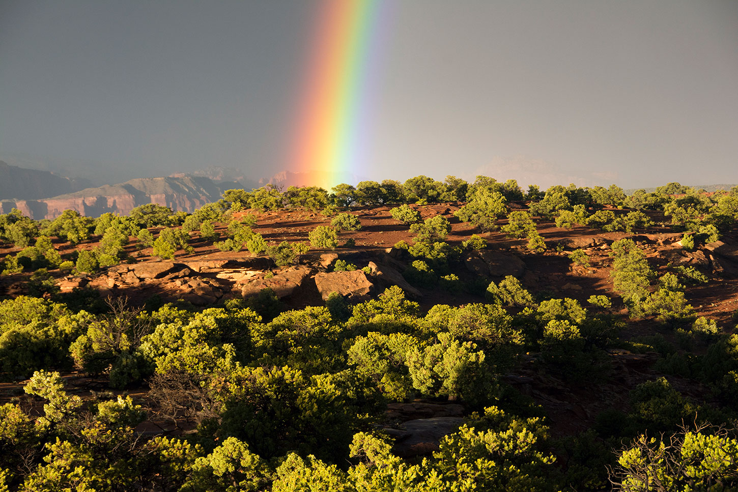 Pinon-juniper forest, Southern Utah