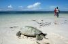 Releasing a sea turtle. Photo by Amy Yee.