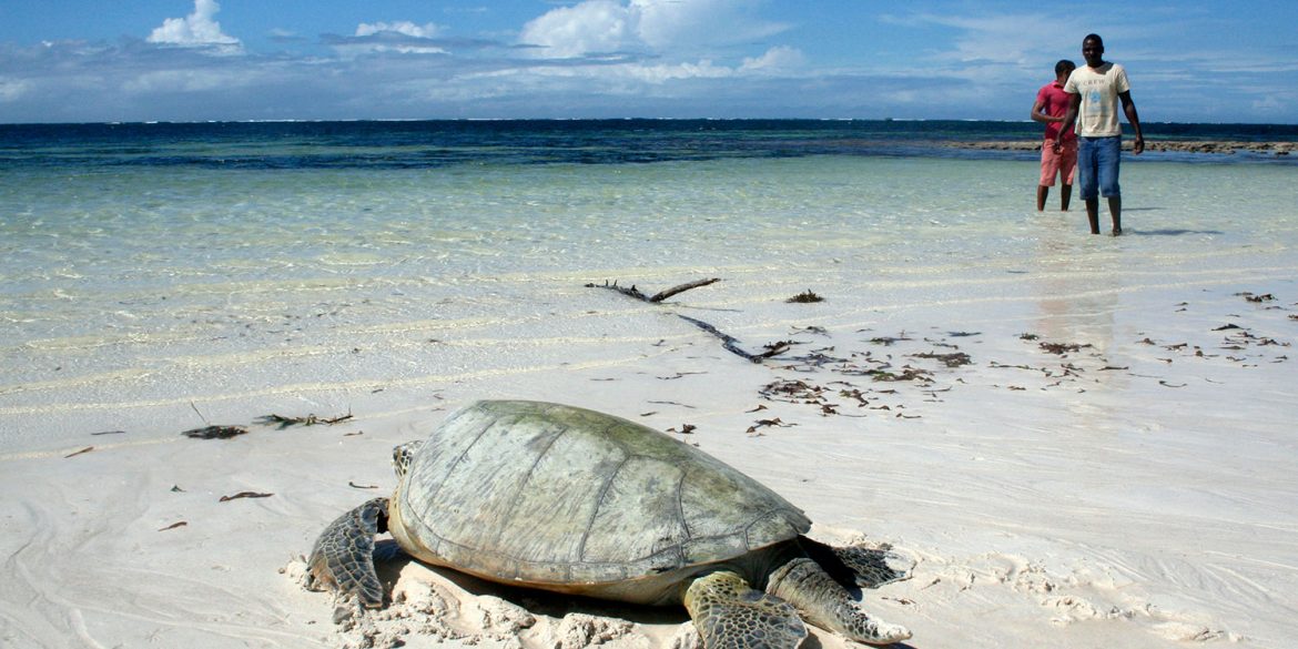 Releasing a sea turtle. Photo by Amy Yee.