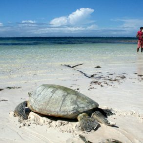 Releasing a sea turtle. Photo by Amy Yee.