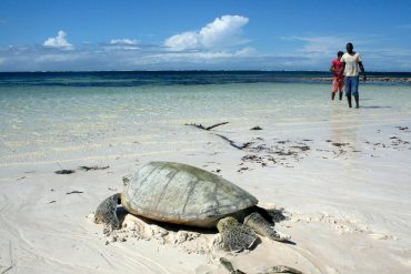Releasing a sea turtle. Photo by Amy Yee.