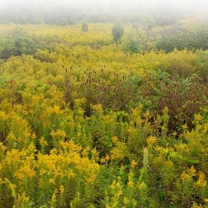 Field of goldenrod