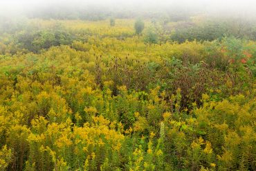 Field of goldenrod