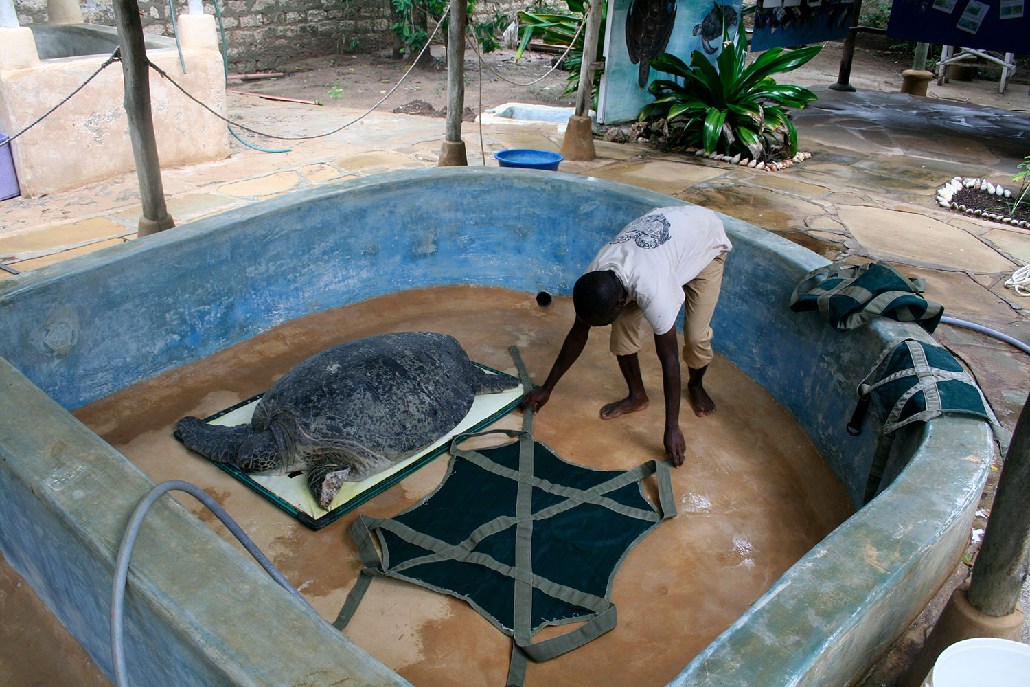 Injured sea turtle in tank with helper.  Photo by Amy Yee.