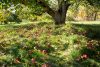 Apple tree with graveyard in distance