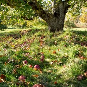Apple tree with graveyard in distance