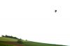 Bird in landscape