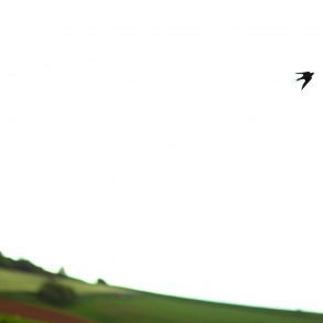 Bird in landscape