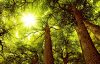 Cedar forest with sunlight