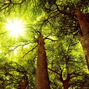 Cedar forest with sunlight