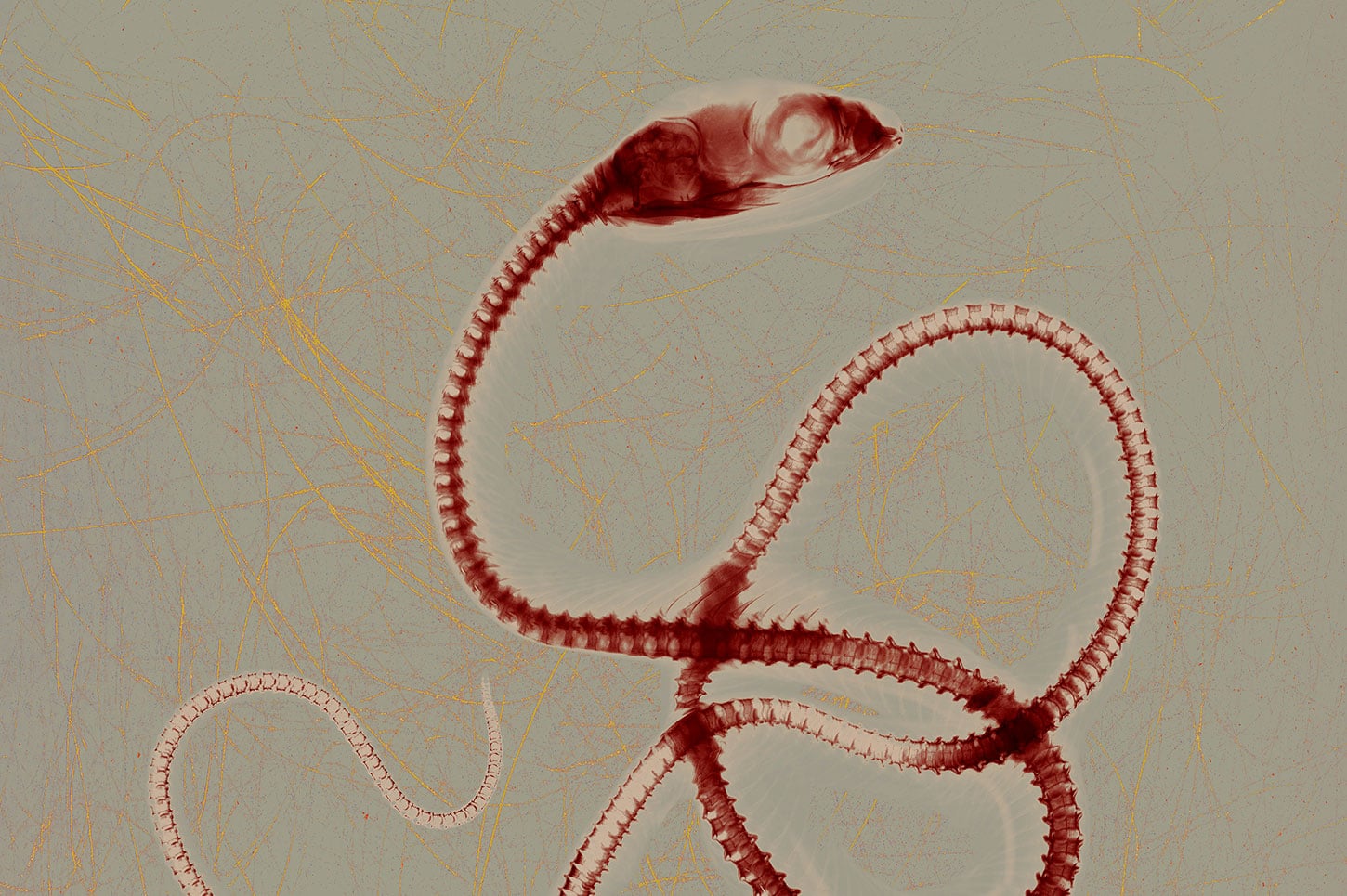 Photograph of red-sided garter snake by Stephen Petegorsky