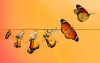 Stages of cocoon to butterfly
