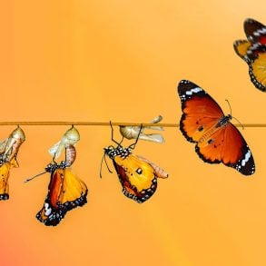 Stages of cocoon to butterfly