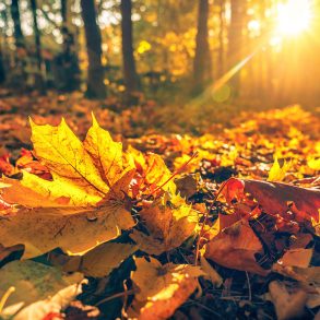 Maple leaves on the ground with late afternoon sun