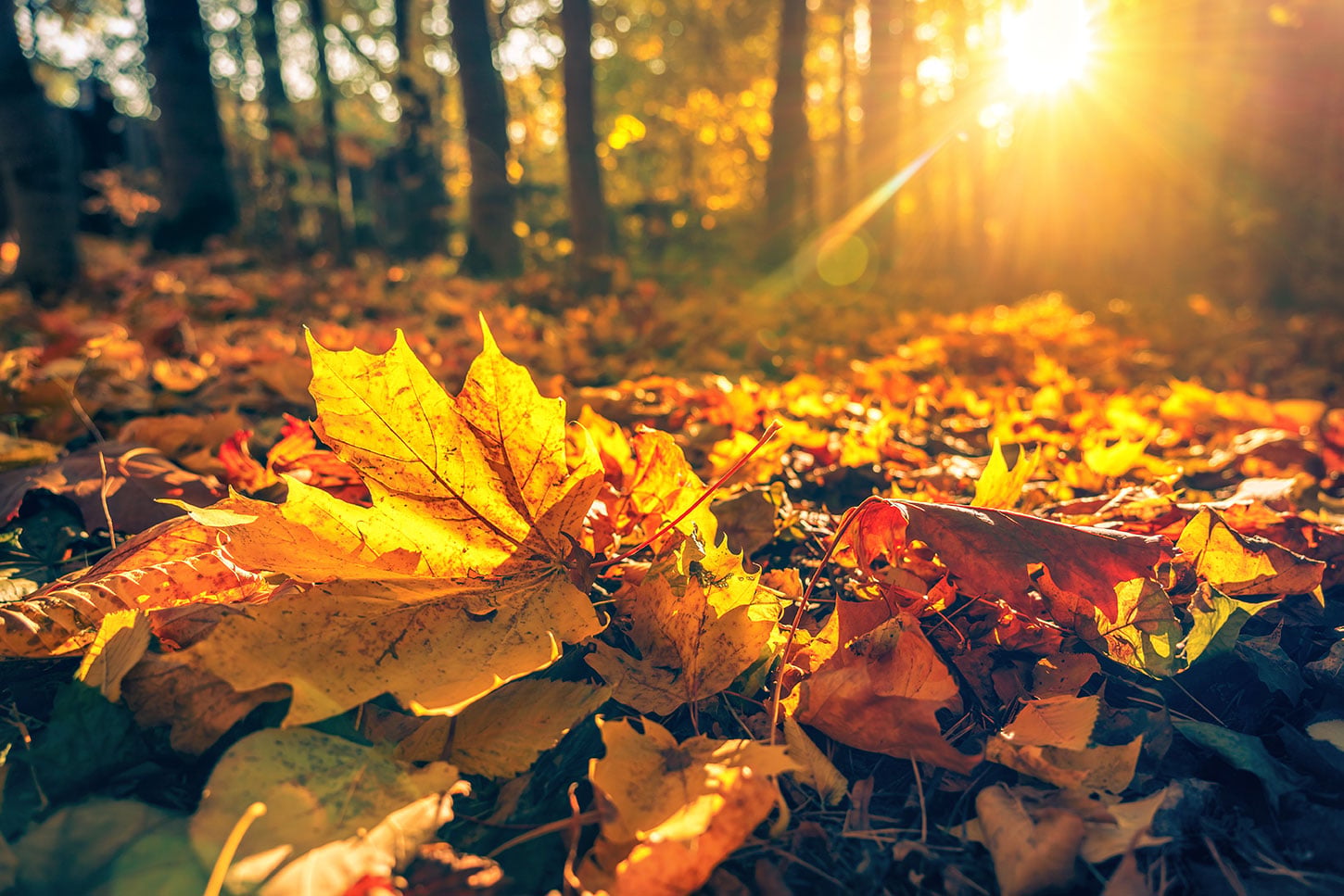 Maple leaves on the ground with late afternoon sun