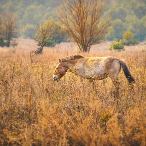 Wild horse at Chernobyl