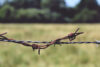 Barbed wire fence next to field and trees