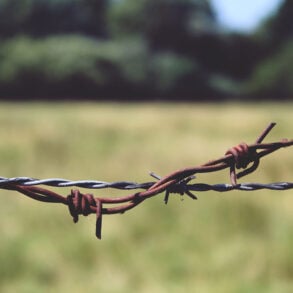 Barbed wire fence next to field and trees