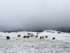 Winter bison at Yellowstone National Park