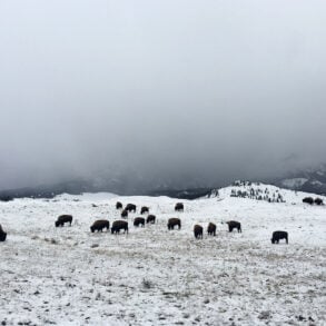 Winter bison at Yellowstone National Park