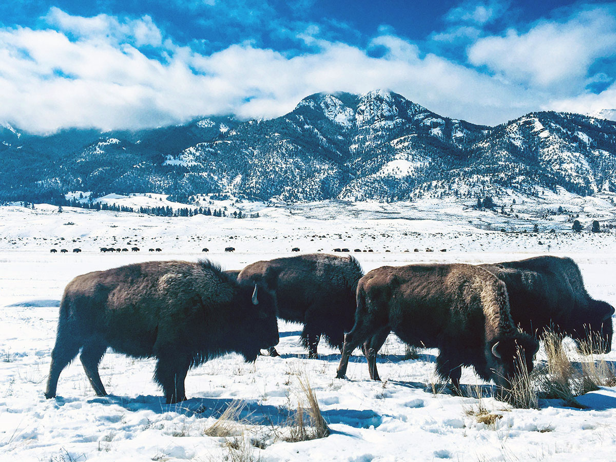 Bison in Yellowstone National Park, winter. Photo by Corrie Williamson.