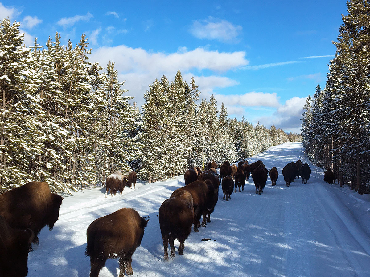 Bison on snowy road at Yellowstone National Park. Photo by Corrie Williamson.