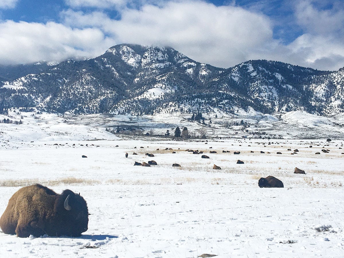 Resting bison in winter. Photo by Corrie Williamson.