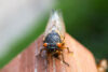 Cicada