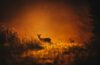 Deer in a field at sunset