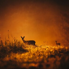 Deer in a field at sunset