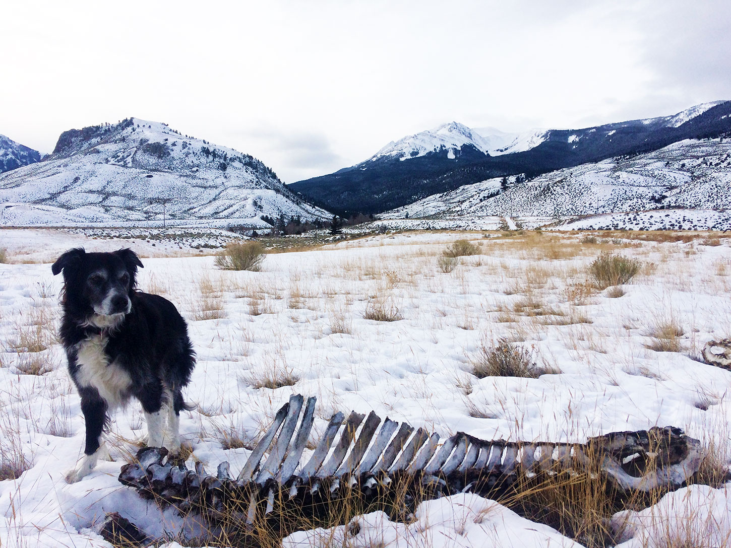 Dog with bison skeleton. Photo by Corrie Williamson.