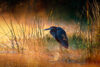 Heron in sunlit mist