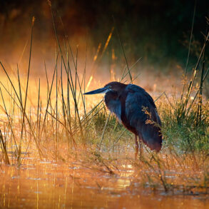 Heron in sunlit mist