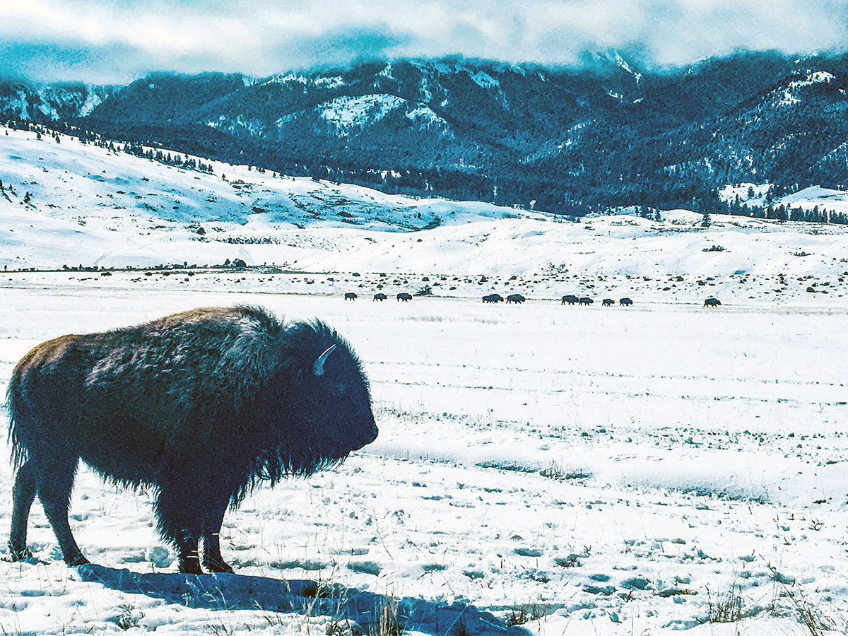 Lone bison in winter. Photo by Corrie Williamson.