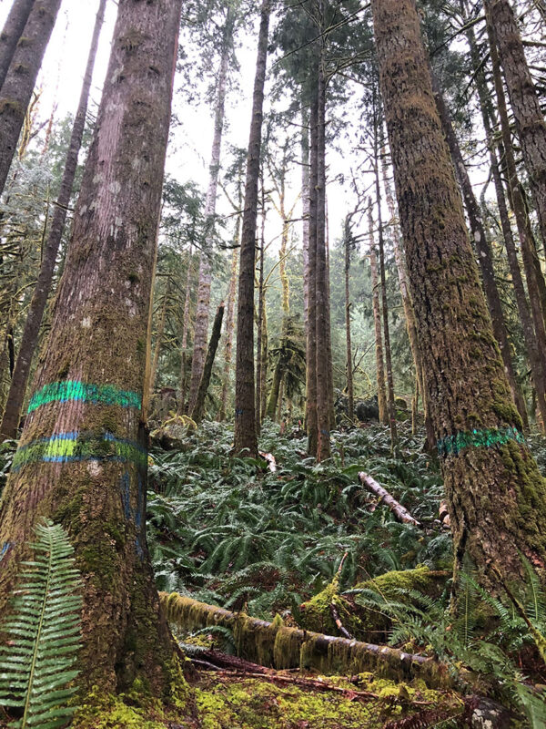 Marked trees. Photo by Claire Thompson.