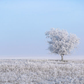 Hoarfrost on prairie and tree. Photo by W. Scott Olsen.