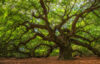 Angel oak tree