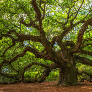 Angel oak tree
