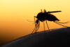 Mosquito in silhouette